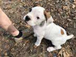 Boxer Puppy for sale in Kentwood, LA, USA