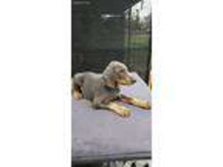 Doberman Pinscher Puppy for sale in Dade City, FL, USA