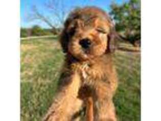 Goldendoodle Puppy for sale in Bellevue, TX, USA