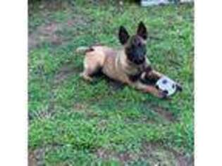 Belgian Malinois Puppy for sale in Rock Hill, SC, USA