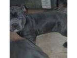 Cane Corso Puppy for sale in Westport, IN, USA