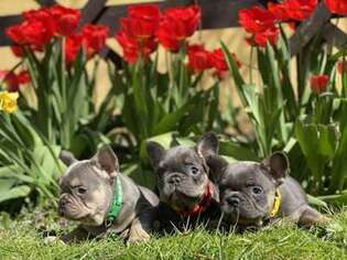 French Bulldog Puppy for sale in Peabody, MA, USA