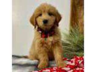 Goldendoodle Puppy for sale in Topeka, IN, USA