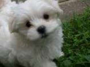 Maltese Puppy for sale in ORCHARD PARK, NY, USA