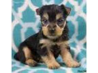 Yorkshire Terrier Puppy for sale in Charlottesville, VA, USA