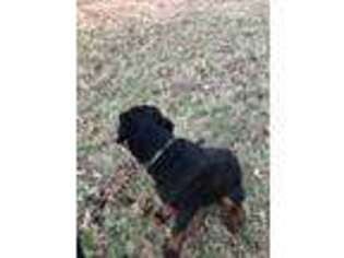 Rottweiler Puppy for sale in Powder Springs, GA, USA