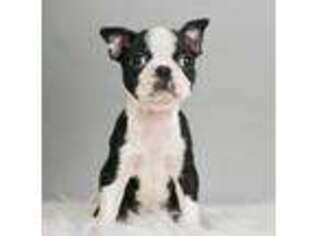 Boston Terrier Puppy for sale in Warsaw, IN, USA