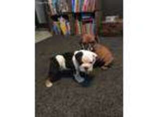 Olde English Bulldogge Puppy for sale in Dundee, OH, USA