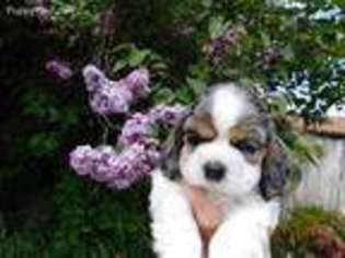 Cocker Spaniel Puppy for sale in Ontario, OR, USA