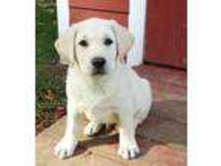 Labrador Retriever Puppy for sale in Ringtown, PA, USA