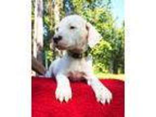 Dogo Argentino Puppy for sale in Magnolia, AR, USA