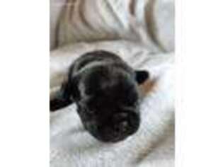 Pug Puppy for sale in Martins Ferry, OH, USA