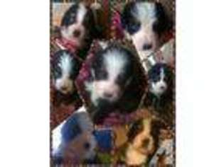 Bernese Mountain Dog Puppy for sale in GROVE, OK, USA