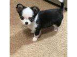 Chihuahua Puppy for sale in Cypress, TX, USA
