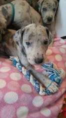 Great Dane Puppy for sale in Findlay, OH, USA