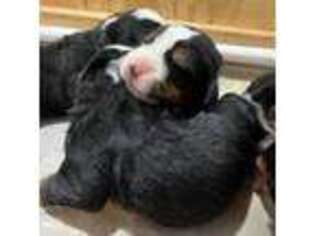 Bernese Mountain Dog Puppy for sale in Spring City, TN, USA