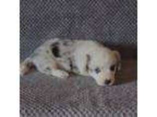 Cardigan Welsh Corgi Puppy for sale in Wapato, WA, USA