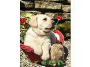 Labrador Retriever Puppy for sale in Killbuck, OH, USA