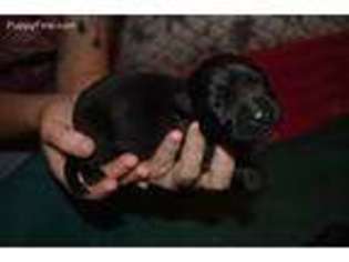 German Shepherd Dog Puppy for sale in Kernersville, NC, USA