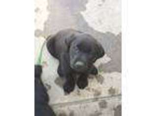 Labrador Retriever Puppy for sale in Monroe, GA, USA