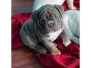 Olde English Bulldogge Puppy for sale in Willimantic, CT, USA