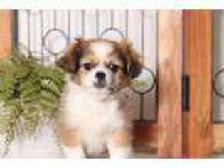 Shinese Puppy for sale in Bonita Springs, FL, USA