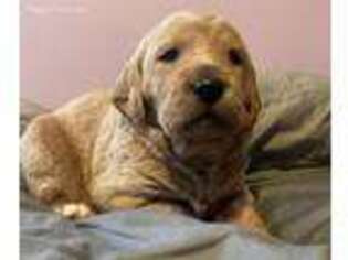 Labradoodle Puppy for sale in Coatesville, PA, USA