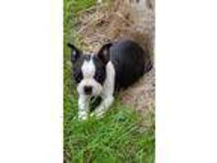 Boston Terrier Puppy for sale in North Branch, MN, USA