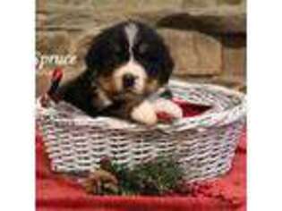 Bernese Mountain Dog Puppy for sale in Brownfield, ME, USA