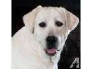 Labrador Retriever Puppy for sale in MEAD, OK, USA