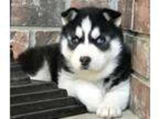 Siberian Husky Puppy for sale in Mansfield, MO, USA