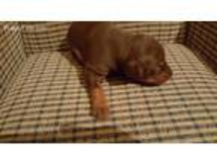 Doberman Pinscher Puppy for sale in Butler, IL, USA