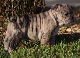 Bulldog Puppy for sale in Eustis, FL, USA