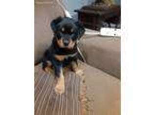Rottweiler Puppy for sale in Pottstown, PA, USA