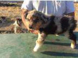Australian Shepherd Puppy for sale in Pixley, CA, USA