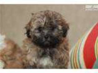 Havanese Puppy for sale in Richmond, VA, USA