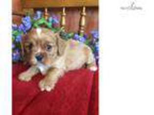 Cavalier King Charles Spaniel Puppy for sale in Topeka, KS, USA