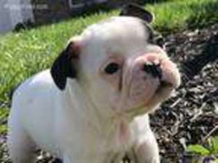 French Bulldog Puppy for sale in Alexandria, KY, USA