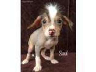 Chinese Crested Puppy for sale in Holland, MI, USA