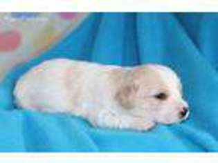Medium Photo #1 Cavachon Puppy For Sale in Summerfield, NC, USA