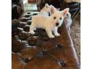 West Highland White Terrier Puppy for sale in Kent, NY, USA