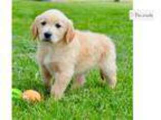 Golden Retriever Puppy for sale in Joplin, MO, USA