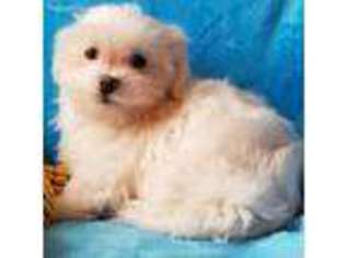 Maltese Puppy for sale in Methuen, MA, USA
