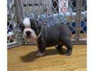 Olde English Bulldogge Puppy for sale in Louisville, KY, USA