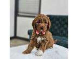 Goldendoodle Puppy for sale in Sugarcreek, OH, USA