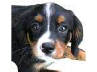 Bernese Mountain Dog Puppy for sale in Trenton, GA, USA
