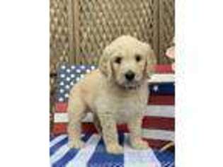 Goldendoodle Puppy for sale in Mount Vernon, IL, USA