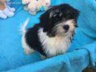 Mal-Shi Puppy for sale in Covington, GA, USA