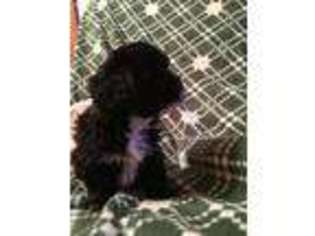 Havanese Puppy for sale in Franklin, TX, USA