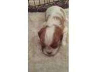 Cavalier King Charles Spaniel Puppy for sale in Laurel, MS, USA